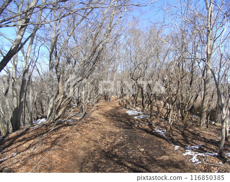 Nature of the Tanzawa Mountains (Kanagawa Prefecture) Nature of the Tanzawa Mountains (Kanagawa Prefecture) 116850385