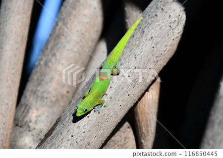 廣尾壁虎 116850445