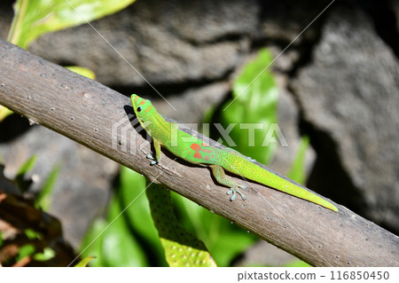 Day Gecko Day Gecko 116850450