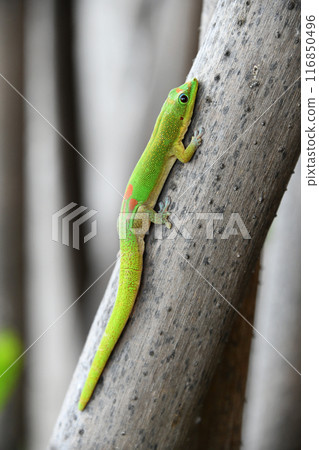 廣尾壁虎 廣尾壁虎 116850496