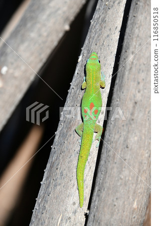 廣尾壁虎 116850518