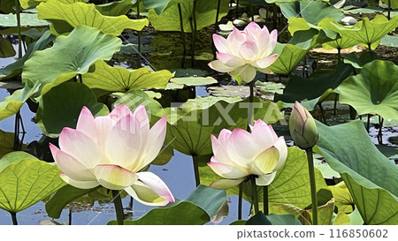Lotus flower 2 Lotus flower 2 116850602