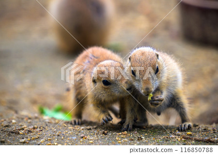 Two young prairie dogs interacting closely 116850788