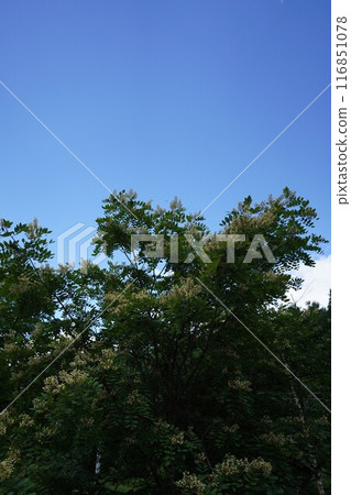 Sophora japonica flowers in summer greenery Sophora japonica flowers in summer greenery 116851078