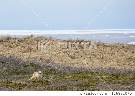 Early spring grassland and northern foxes 116851079