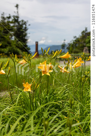 Shiga Kogen in summer: Day lilies blooming on the summit of Mt. Yokote Shiga Kogen in summer: Day lilies blooming on the summit of Mt. Yokote 116851474