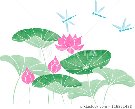 Dragonfly and lotus illustration 116851488