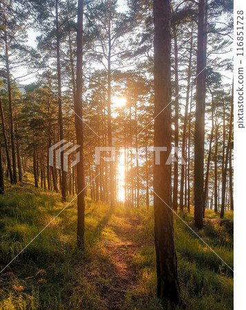 Pine forest Pine forest 116851728
