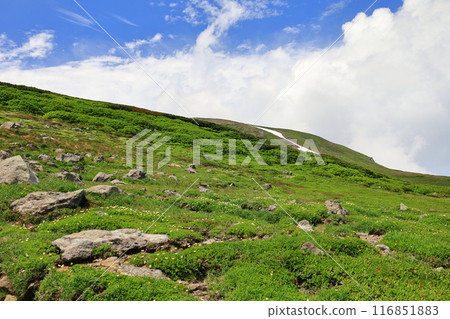 Summer Daisetsuzan: Flower fields on the plateau 116851883