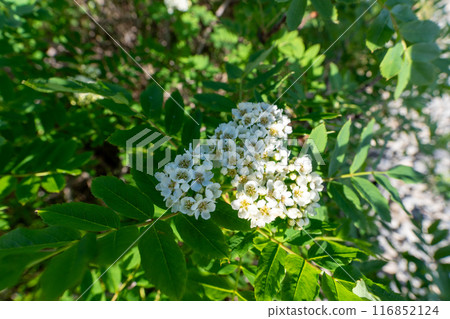 Hiking trail from Mt. Senjo to Senjo hut and Yabusawa hut Hiking trail from Mt. Senjo to Senjo hut and Yabusawa hut 116852124