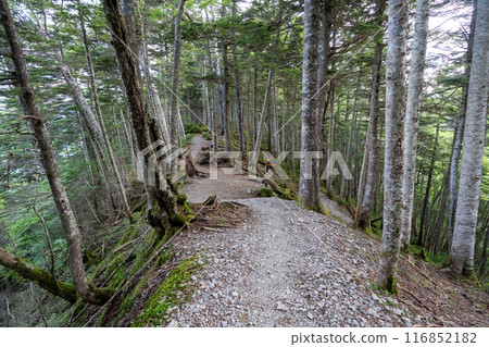 Hiking trail from Mt. Senjogatake to Kitazawa Pass and Choegoya hut Hiking trail from Mt. Senjogatake to Kitazawa Pass and Choegoya hut 116852182