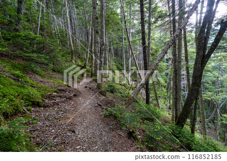 Hiking trail from Mt. Senjogatake to Kitazawa Pass and Choegoya hut Hiking trail from Mt. Senjogatake to Kitazawa Pass and Choegoya hut 116852185