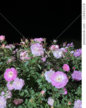 玫瑰花 夜玫瑰 粉紅玫瑰 玫瑰花 夜玫瑰 粉紅玫瑰 116852219