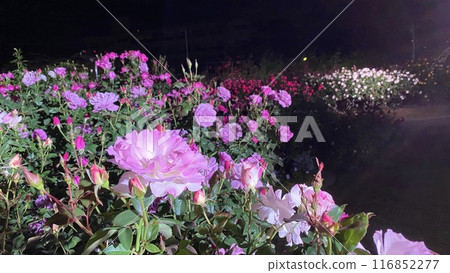 rose flower night rose pink rose rose flower night rose pink rose 116852277