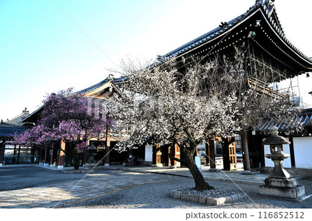 興勝寺的梅樹 116852512