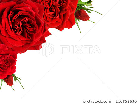 Red rose flowers in a corner arrangement isolated on white background Red rose flowers in a corner arrangement isolated on white background 116852630