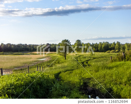 Summer landscape 116852694