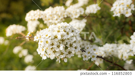 Spirea Vangutta, Spiraea vanhouttei 116852803