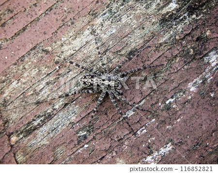 Spider Spider 116852821