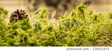 Sphagnum moss Sphagnum moss 116852833