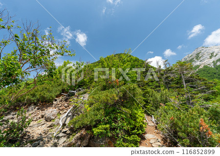 Hiking trail from Kitazawa Pass to Mt. Kaikoma 116852899
