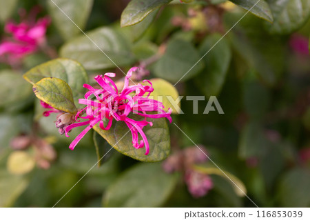 Botanical collection, pink flowers of Loropetalum chinense close up 116853039