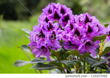 Purple Rhododendron spring flowers in bright daylight selective focus 116853066