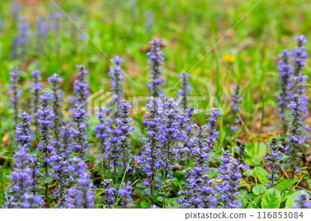 close up shot of blue flowers of Ajuga reptans Atropurpurea in spring close up shot of blue flowers of Ajuga reptans Atropurpurea in spring 116853084