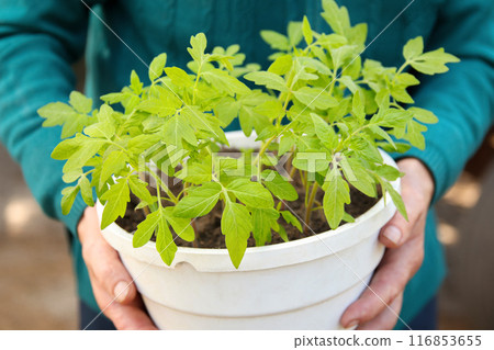 Female hands planting a tomato in a pot, gardening concept, home plant care, close-up 116853655