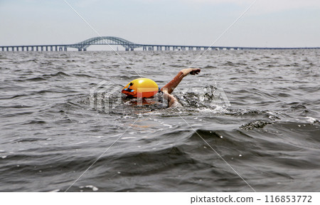 Women swimming in the bay with a bright orange floataion device headed toward a bridge 116853772