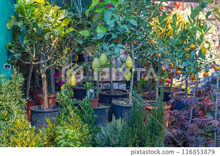 Lemon Tree Plants Pots Lemon Tree Plants Pots 116853879