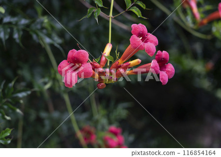 The red-orange flower of the millin plant (Camsis Lour). The red-orange flower of the millin plant (Camsis Lour). 116854164