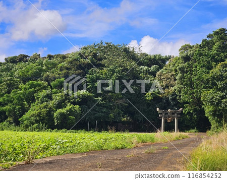 仲夏神社 仲夏神社 116854252