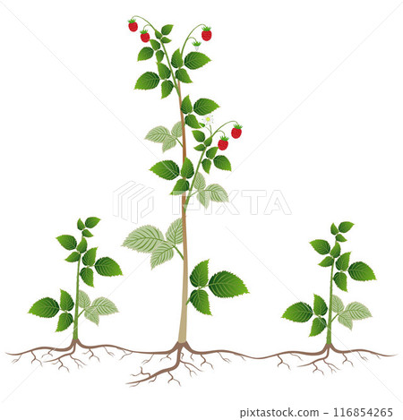 Raspberry plant with root suckers on a white background. 116854265