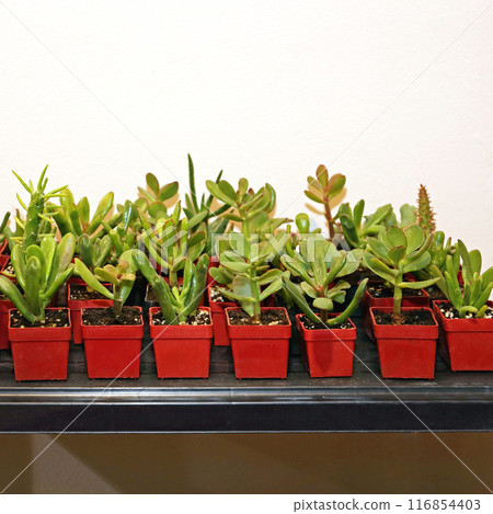 Succulents in Pots 116854403