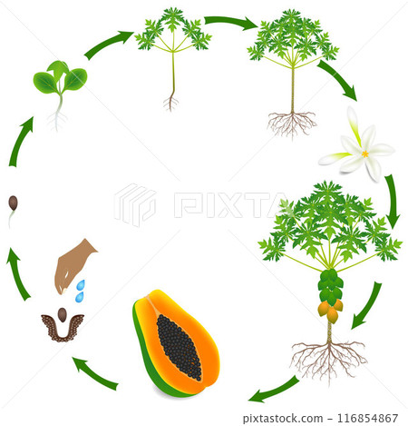 Life cycle of papaya tree on a white background. Life cycle of papaya tree on a white background. 116854867