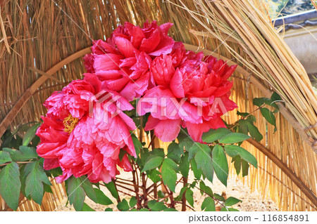 大黑粉紅色冬季牡丹盛開在稻草圍欄 116854891