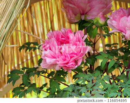 Large pink winter peony blooming in a straw enclosure 116854895
