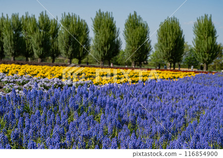 Farm Tomita Farm Tomita 116854900