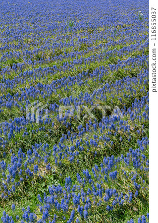 Shikisai Ayako 116855037