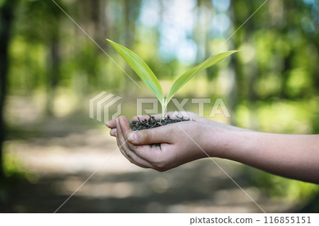 Sprout plant in hands. Agriculture, sustainable development, ecology concept. 116855151