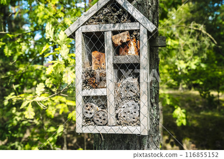 Insect hotel on tree. Insects house in forest. Protection and care of insects. Ecology, environmental protection concept. Insect hotel on tree. Insects house in forest. Protection and care of insects. Ecology, environmental protection concept. 116855152