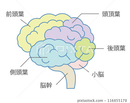 大腦示意圖的插圖 116855178