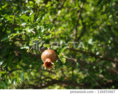 Pomegranate fruit in the sun (the tip of a pomegranate branch bearing fruit) Pomegranate fruit in the sun (the tip of a pomegranate branch bearing fruit) 116855667