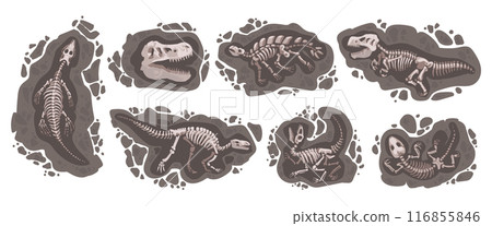 Dig dinosaur. Archeology stone. Dino skeleton. Cartoon education about animal. Earth digging. Tyrannosaurus skull. Ground excavation. Geology research. Old rock. Vector paleontological elements set 116855846