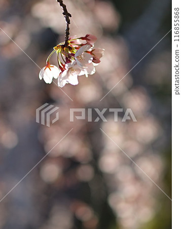 Cherry blossoms along the Minase River 116855868