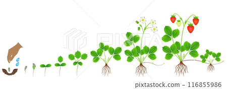 Cycle of growth of a strawberry plant on a white background. 116855986