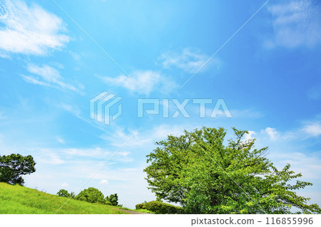 夏天藍天和草甸 116855996