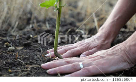 Female hands of farmer planting green sprout in the ground at summer season. Arms of agronomist caring for small seedling during drought. Concept of agricultural business. Close up Slow motion Female hands of farmer planting green sprout in the ground at summer season. Arms of agronomist caring for small seedling during drought. Concept of agricultural business. Close up Slow motion 116856064