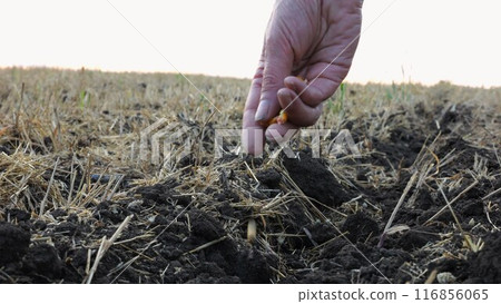 Close up to female hand of agronomist sowing grains of corn on plantation at sunset. Arm of a farmer planting yellow seeds of maize in dry soil at field. Concept of agricultural business. Slow motion Close up to female hand of agronomist sowing grains of corn on plantation at sunset. Arm of a farmer planting yellow seeds of maize in dry soil at field. Concept of agricultural business. Slow motion 116856065